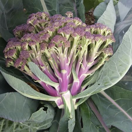 Jacaranda, (F1) Broccoli Seeds - Packet image number null